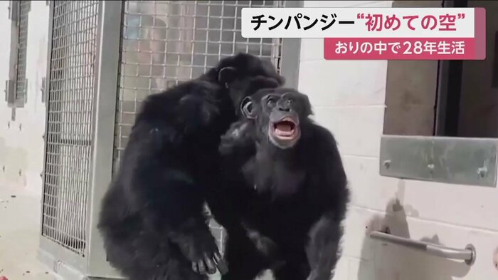 ふと、上をみたバニラ