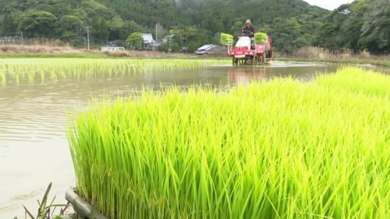 五島・お盆前には早くも収穫　早期米の田植え始まる【長崎】　｜FNNプライムオンライン