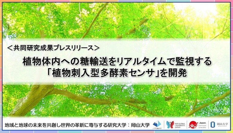 植物体内への糖輸送をリアルタイムで監視する「植物刺入型多酵素センサ」を開発〔早稲田大学, 北九州市立大学, 岡山大学〕