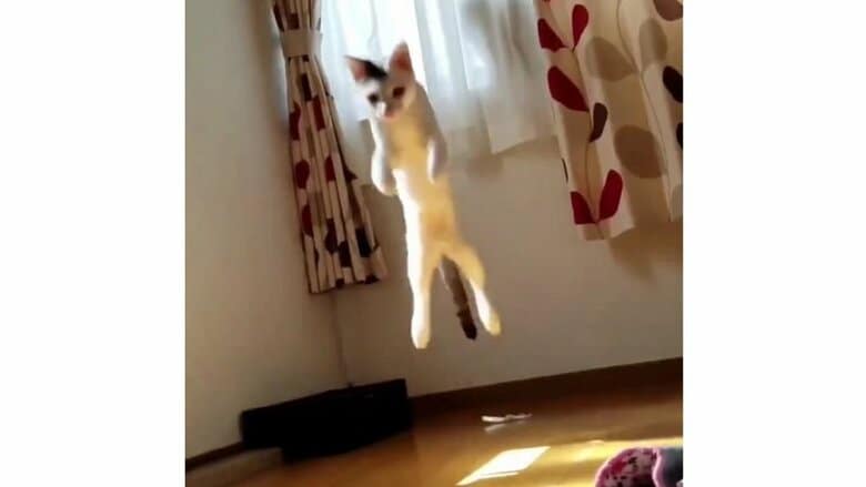 普通だと思っていた？愛猫の二本足での“垂直跳び”みたいなジャンプがかわいい…運動神経がいいのか飼い主に聞いた｜FNNプライムオンライン