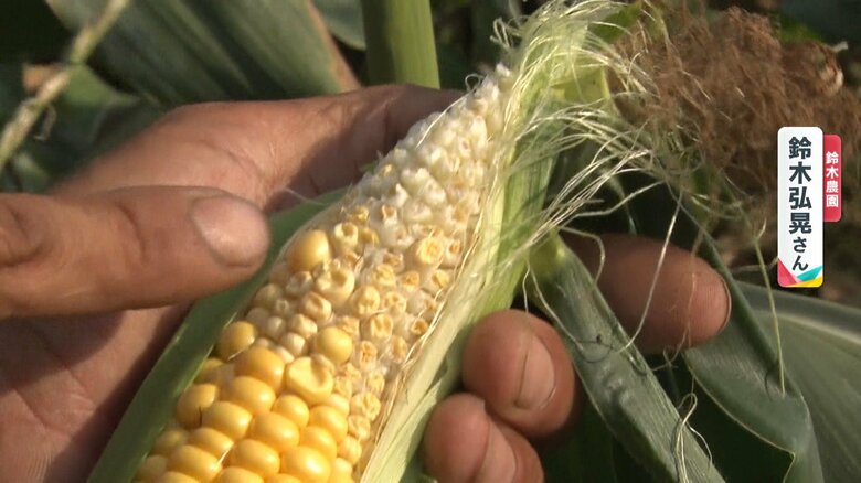 スカスカのトウモロコシ、ツヤのないナス…猛暑で農作物に被害　今後家計にも影響か