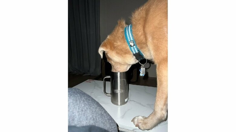 「おまえかー！」夜中に“カチャカチャ”不審な物音の正体は飼い犬!? 飼い主のコップから水を飲んでいた理由を聞いた