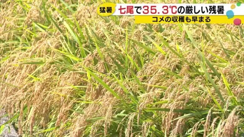 「お盆前から刈り取り」石川・七尾で35.3℃の猛暑日・輪島三井は今年最高、猛暑が稲の実りを早める｜FNNプライムオンライン
