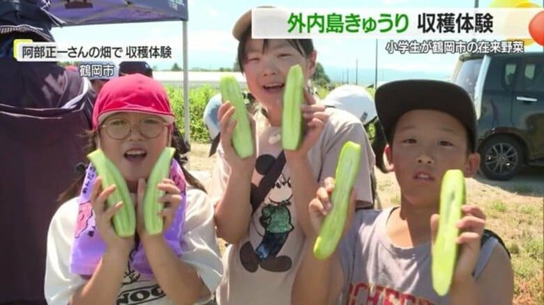 ギザギザで顔がおもしろいキュウリ　弘法大師・空海が食べた鶴岡の在来野菜「外内島きゅうり」を小学3年生が収穫体験【山形発】｜FNNプライムオンライン