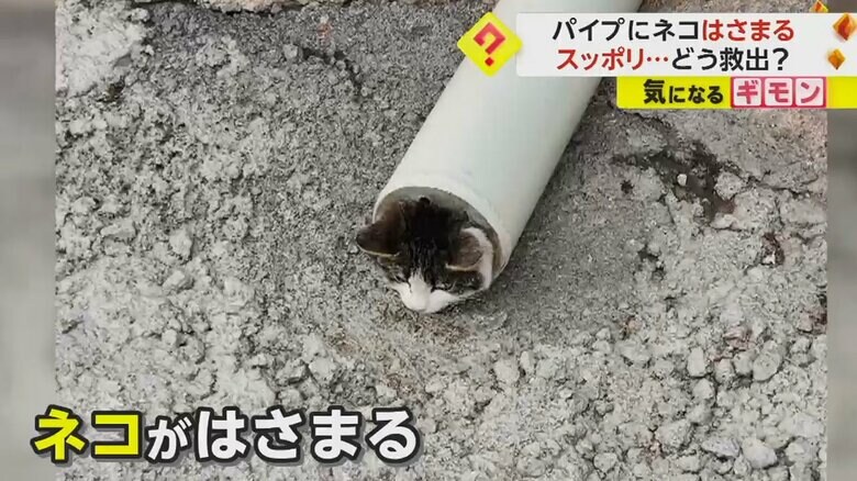 ネコの“救出劇”　パイプに体がスッポリはまる　市の職員が救出へ…頭を押し出ししっぽ側から無事脱出　トルコ｜FNNプライムオンライン