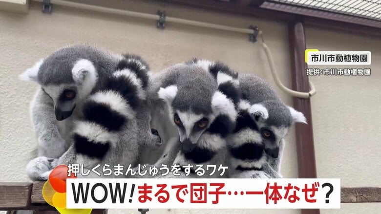 「ちょっとまぜて～」冬の動物園で見られる「ワオ団子」とは…仲良しファミリーで身を寄せ合い“おしくらまんじゅう”するワオキツネザルが人気　千葉・市川市動植物園｜FNNプライムオンライン