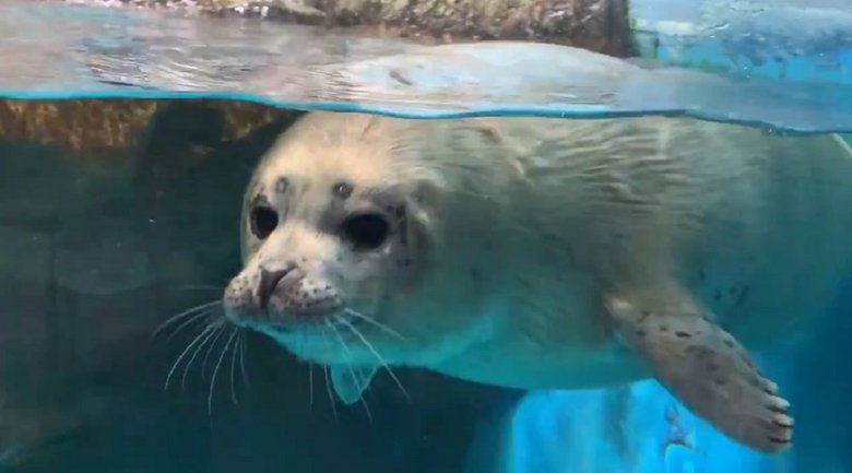 成長記録が大人気の、ゴマフアザラシの赤ちゃん(画像:青森県営 浅虫水族館(@AsamushiAqua)より)
