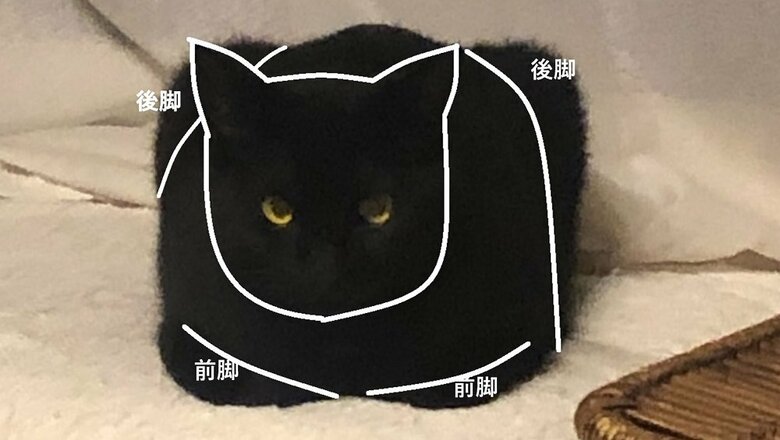 香箱座りをしている状態だという