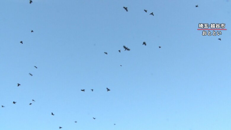 「カラスにとって非常に重要である“ねぐら”をダメにしてしまうと他の場所に行く。10kmから十数km移動する」