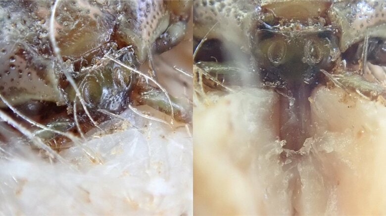 口の部分を固定して吸血する（画像提供：西海太介さん）