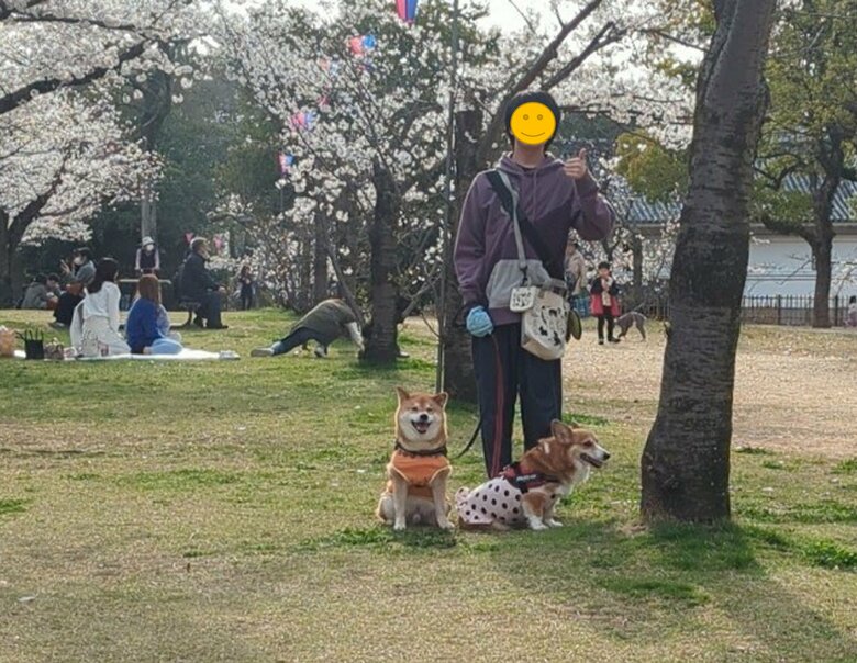 提供：柴犬スティーブch【コーギーと猫を添えて】さん