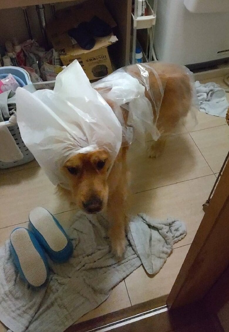 ビニールを着こなす犬の姿