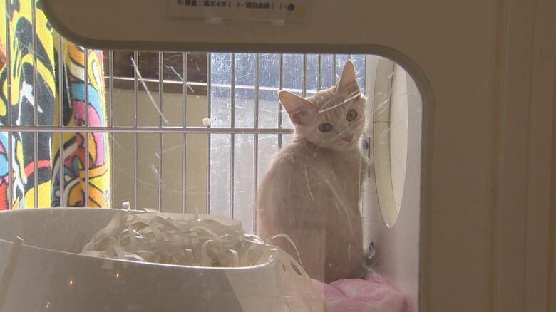 動物ふれあいセンター