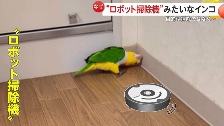 ロボット掃除機のような動きを見せるレオちゃん（映像提供：毎日レオちゃん(@all_leo_leo)）