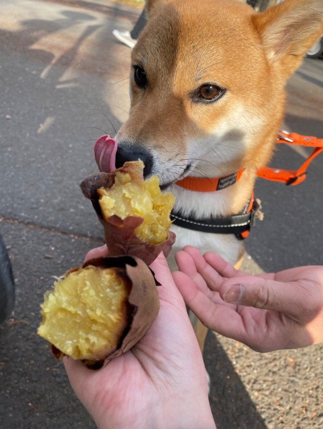 焼き芋をペロリ