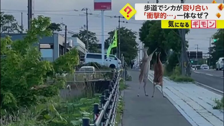 2頭のエゾシカが突然立ち上がる