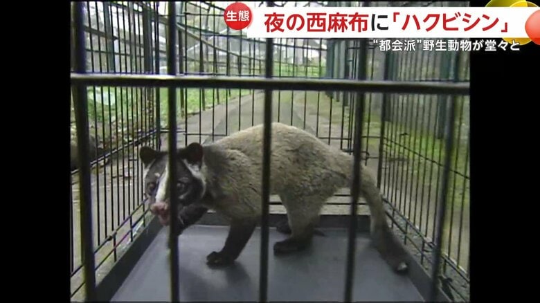 捕獲されたハクビシン（FNN投稿サイト「ビデオPost」）