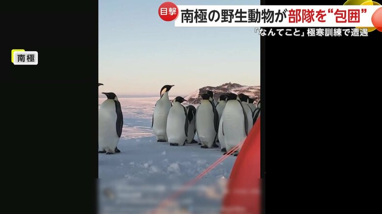ペンギンの群れのまっただ中にいた部隊
