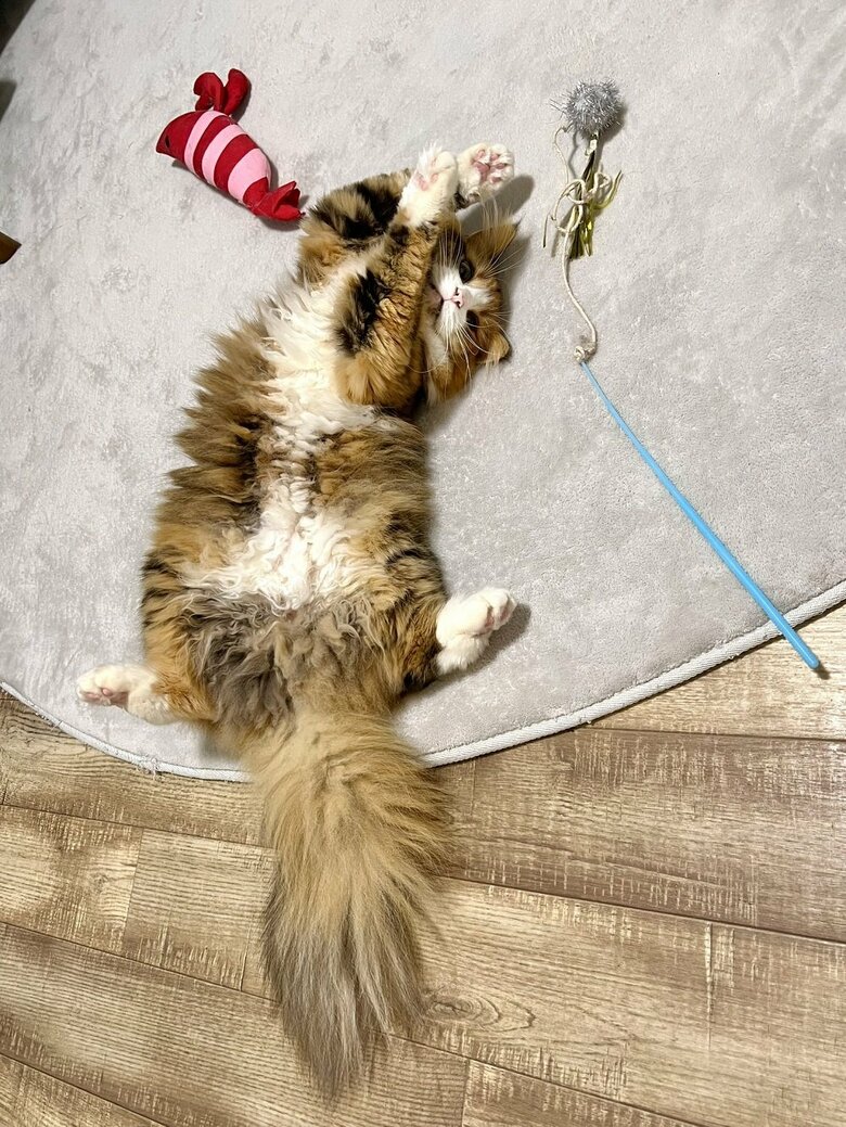 猫じゃらしで遊んでいる　じゃーんぷ！