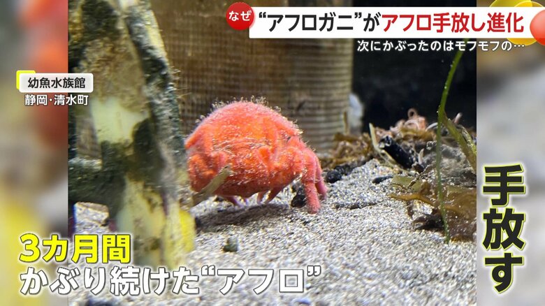 “アフロ”を手放したカニ（映像提供：幼魚水族館）