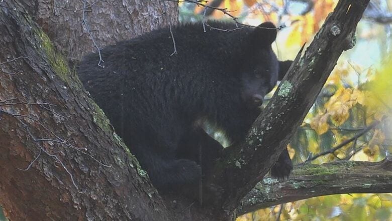 木の上にとどまったクマ（11月10日、大町市）