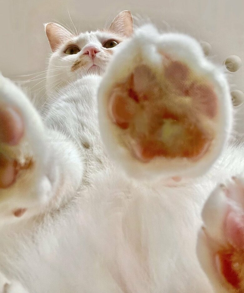 ちゃろくんの独特な癖なのだろうとのこと