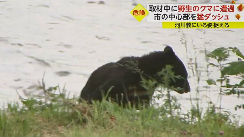 クマはいったん草の陰へ…