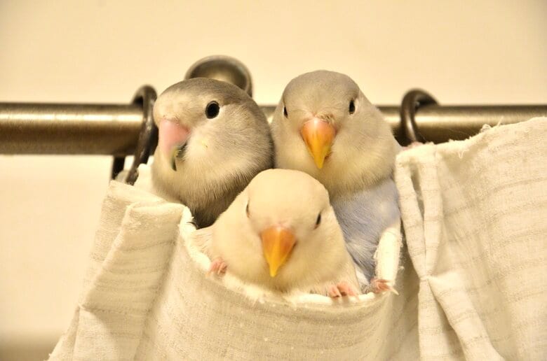 コザクラインコ組