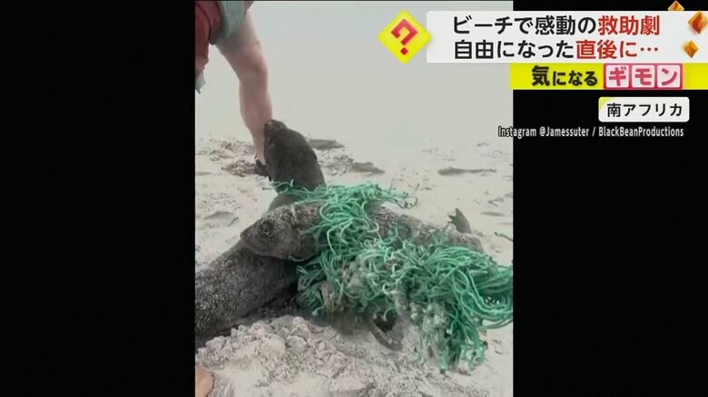 網にからまってしまった2匹の赤ちゃんオットセイ