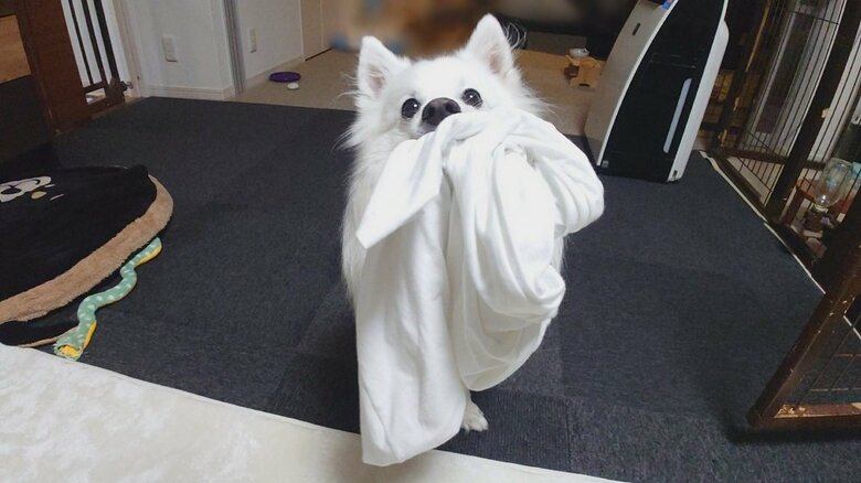 無視すると「イタズラしちゃうぞ！」と見せつけてくることもある