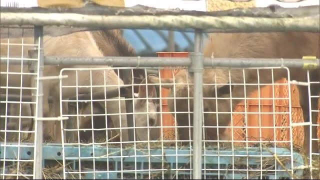 ヤギ40匹をふん尿1メートル堆積のハウスで飼育 虐待の疑いで逮捕〈宮城・亘理町〉