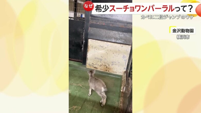 部屋の中のツルツルした壁でも、2段ジャンプ