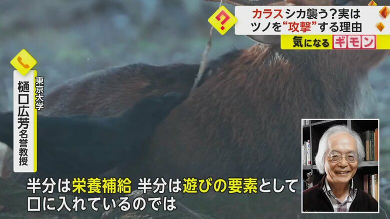 専門家によれば、カラスは栄養補給や遊びのために行っているという