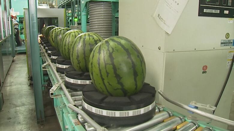 出荷される大栄西瓜