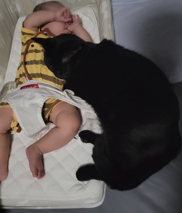 提供：仔猫を拾ったので