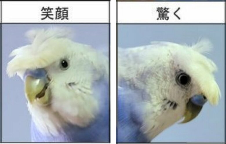 ふじちゃんの「笑顔」と「驚く」表情