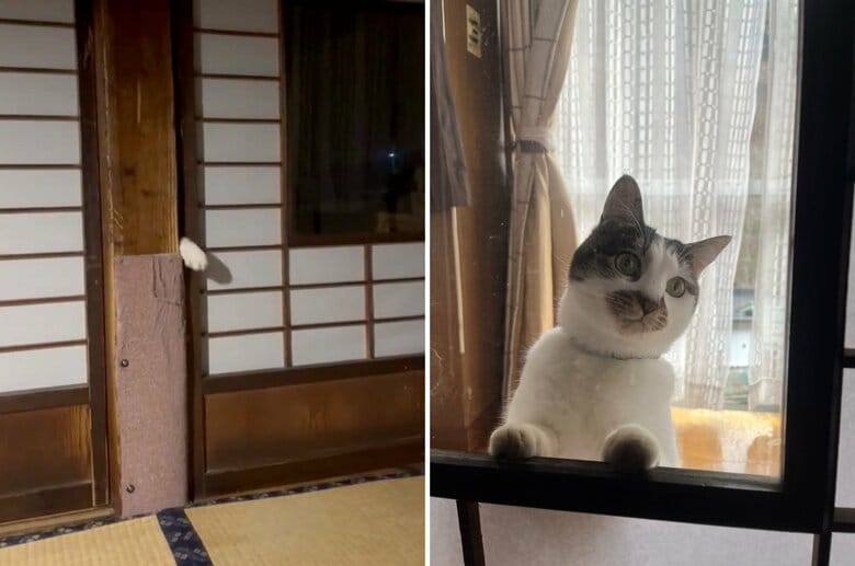 左：手招きする幸子ちゃんの“手”　右：普段の幸子ちゃん（提供：いのうえもんぺさん）