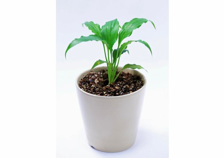 スパティフィラムは初心者でも育てやすい（画像はイメージ）