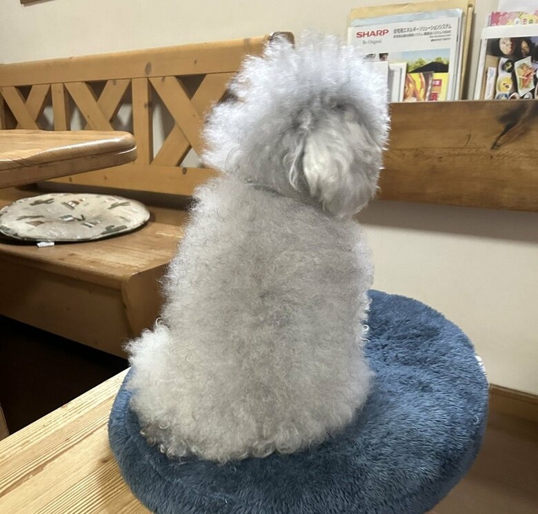 飼い主さんの帰宅が遅くて怒っているココちゃん