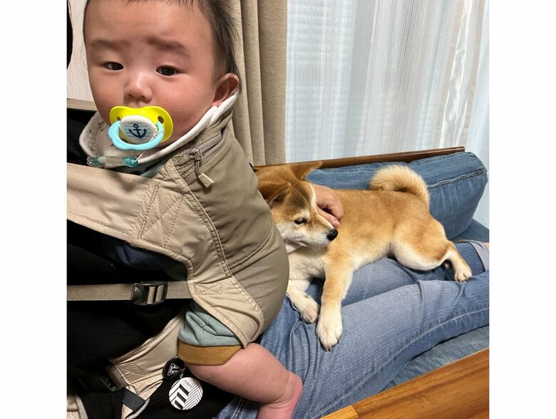 提供：柴犬こちゃんさん