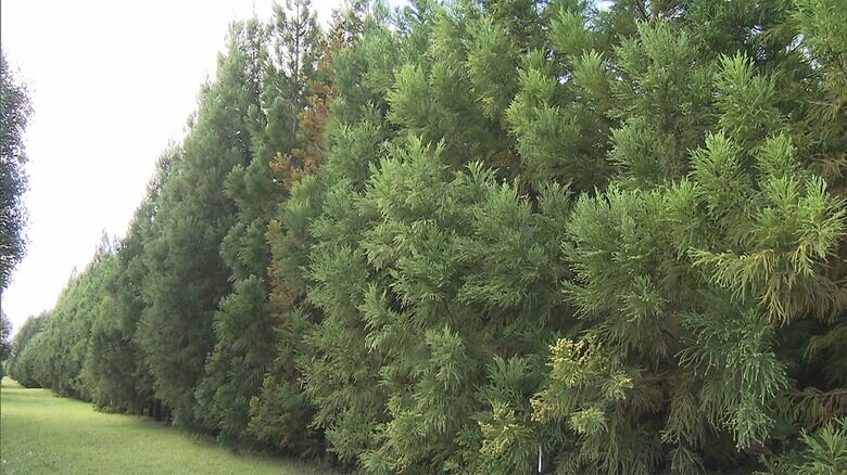 エリートツリーを育成する森林総合研究所材木育種センター（茨城・日立市）