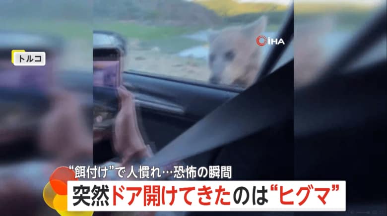 観光客が乗った車のドアをヒグマが開けようとする瞬間（4）