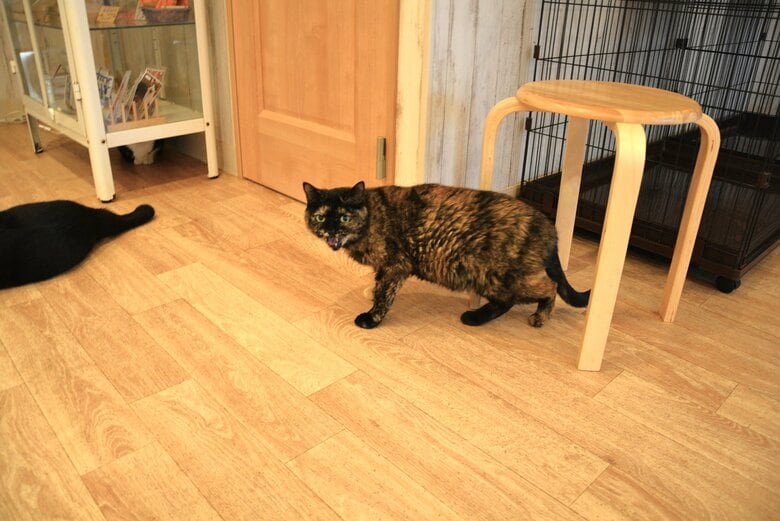 “シャー”と言いながら立ち去ってゆくオレガノ