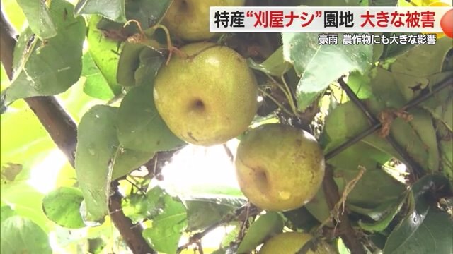 収穫を1カ月後に控えていた「刈屋梨」