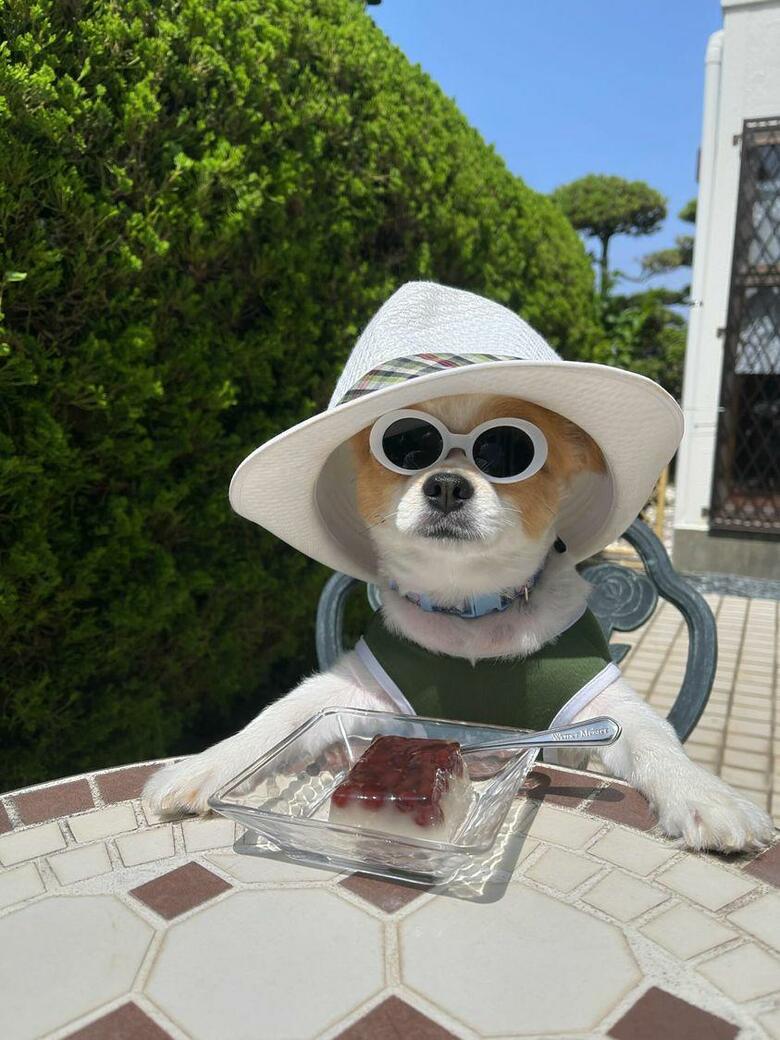 提供：SORA/ちわわさん