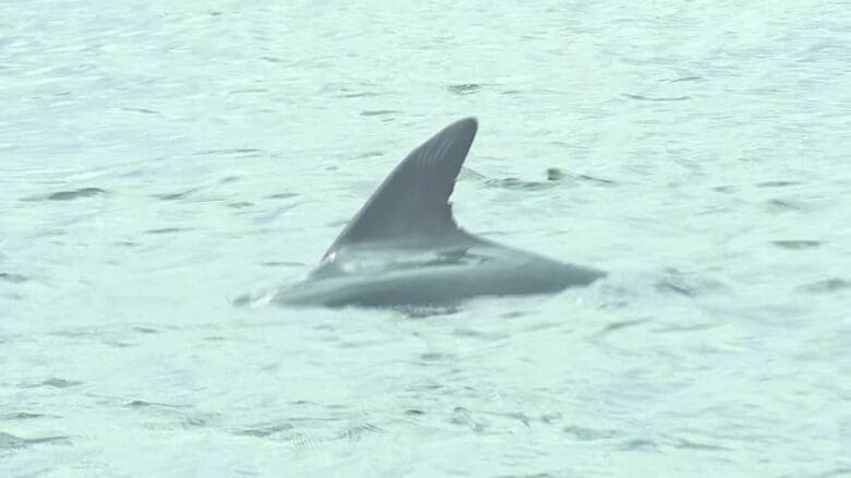 2020年に珠洲市沖に現れたイルカ…背びれの欠けたところが同じだった