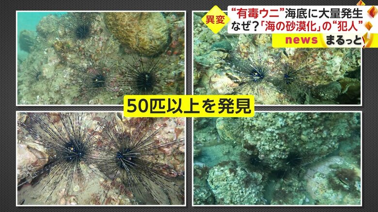魚津水族館の木村知晴さんが2023年2月、潜水調査