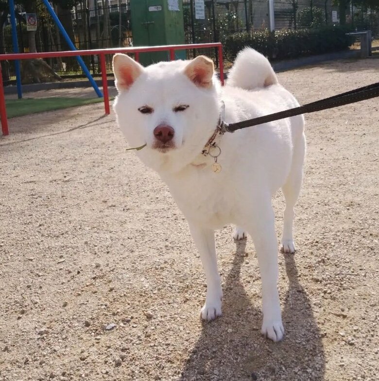 提供： kinako_kinakoさん