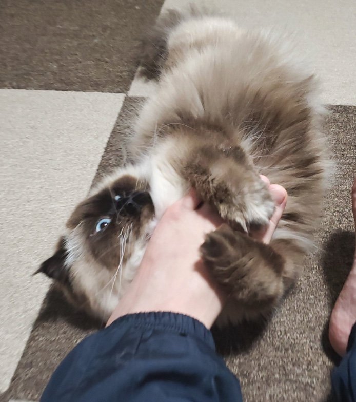 提供：ねぎまるさん