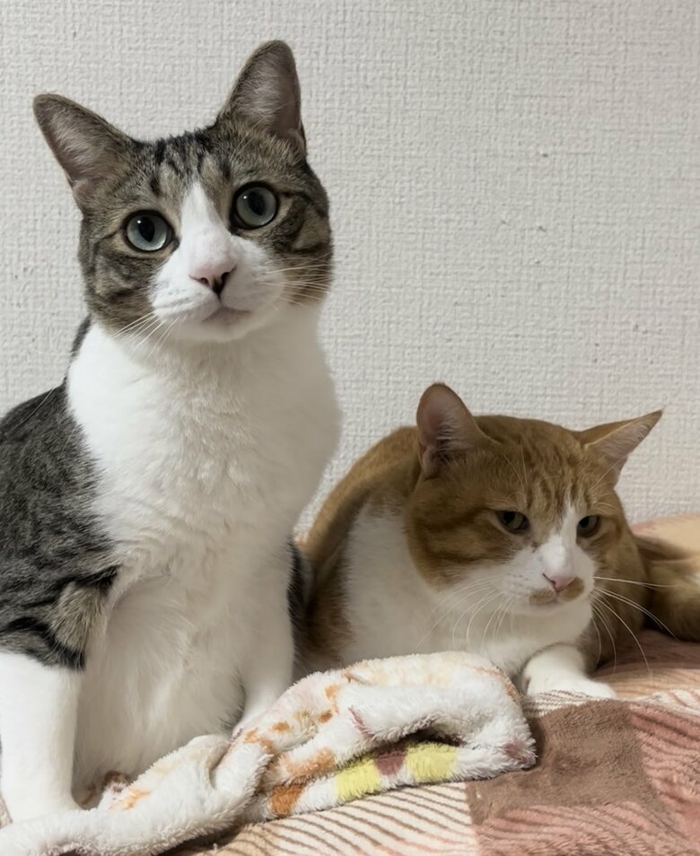 普段は仲良しだという